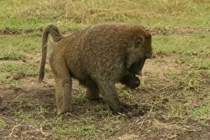 Olive Baboon - foraging in faeces