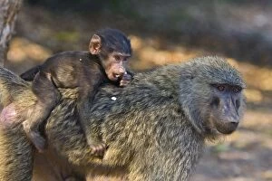 Images Dated 9th September 2005: Olive Baboon - Infant riding on mother's back Gombe Stream Reserve, Tanzania