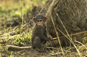 Baboons Prints: Olive Baboon LA 605 Baby sitting down next to parent Papio hamadryas anubis © J