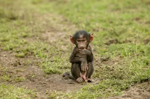 Images Dated 24th August 2003: Olive Baboon LA 610 Young sitting alone Papio hamadryas anubis © J.M. Labat / ardea.com
