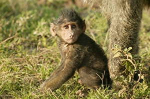 Images Dated 24th August 2003: Olive Baboon LA 613 Baby sitting down Papio hamadryas anubis © J.M. Labat / ardea.com