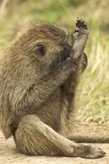 Olive Baboon Maasai Mara, Kenya, Africa