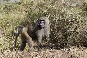Images Dated 14th August 2005: Olive Baboon - Male. Gidole - Pays Gardula - Ethiopie