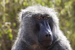 Images Dated 14th August 2005: Olive Baboon - Male. Gidole - Pays Gardula - Ethiopie