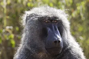 Olive Baboon - Male. Gidole - Pays Gardula - Ethiopie