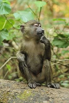 Baboons Gallery: Olive Baboon mother with baby juvenile