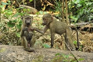 Baboons Gallery: Olive Baboon mother with baby juveniles