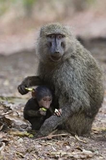 Images Dated 7th September 2005: Olive Baboon - Mother and infant Gombe Stream Reserve, Tanzania