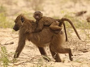 Olive Baboon - mother with kid on back