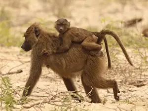 Hitchhiking Prints: Olive Baboon - mother with kid on back - Lake Manyara NP - Tanzania