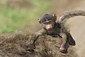 Images Dated 23rd August 2004: Olive Baboon - mother with young on back. Maasai Mara National Park - Kenya - Africa