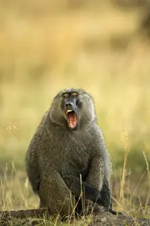 Baboons Prints: Olive Baboon With mouth open Maasai Mara, Kenya, Africa