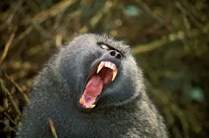 Olive baboon - with mouth wide open JFL01566