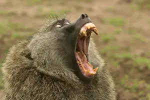 Olive Baboon With mouth wide open Maasai Mara, Kenya, Africa