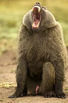 Olive Baboon - with mouth wide open, showing penis