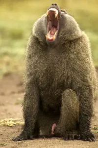 Jaws Prints: Olive Baboon With mouth wide open, showing penis Maasai Mara, Kenya, Africa