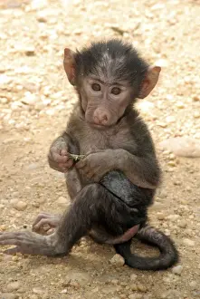 Baboons Prints: Olive Baboon - new baby - East Africa