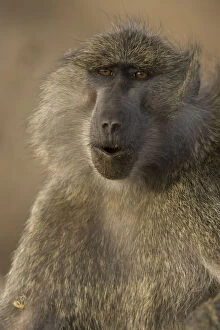 Baboon Gallery: Olive Baboon, Papio anubis in the Masai