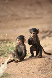 Images Dated 9th February 2010: Olive Baboon, Papio anubis, a pair of young