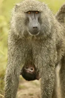 Olive Baboon Parent carrying young Maasai Mara, Kenya, Africa