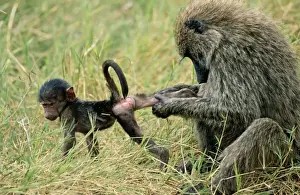 Baboons Prints: Olive Baboon RS 210 Grooming young