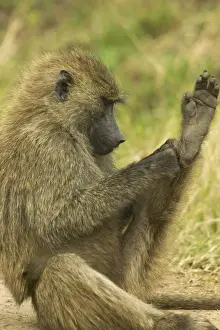 Olive Baboon Scratching feet Maasai Mara, Kenya, Africa