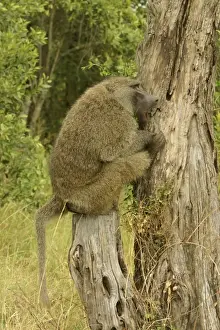 Olive Baboon Sitting on tree stump Maasai Mara, Kenya, Africa