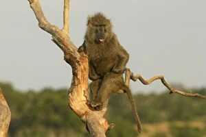 Olive Baboon - in tree