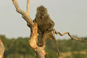Baboons Prints: Olive Baboon In tree Maasai Mara, Kenya, Africa