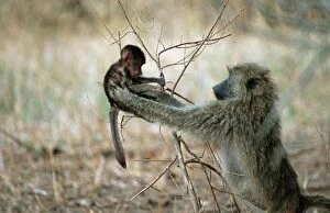 Olive baboon with young