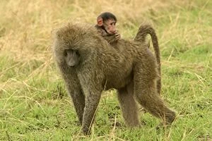 Olive Baboon - Young baboon on back of adult