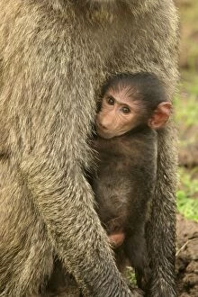 Images Dated 24th August 2003: Olive Baboon Young holding onto adult Maasai Mara, Kenya, Africa