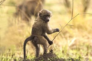 Images Dated 18th August 2003: Olive Baboon Young Maasai Mara, Kenya, Africa