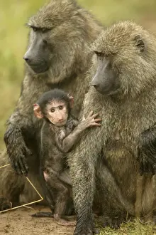 Olive Baboons Adults and young Maasai Mara, Kenya, Africa