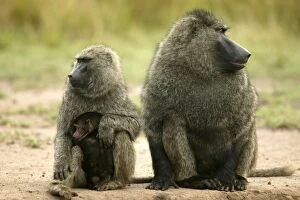 Images Dated 25th August 2003: Olive Baboons Adults and young Maasai Mara, Kenya, Africa