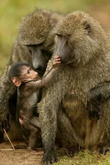 Images Dated 25th August 2003: Olive Baboons - baby touching adult nose