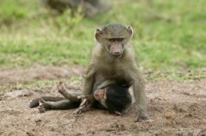 Play Fighting Collection: Olive Baboons LA 609 Young playing together Papio hamadryas anubis © J.M. Labat / ardea.com