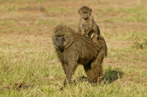 Images Dated 24th August 2003: Olive Baboons LA 611 Baby riding on parent Papio hamadryas anubis © J.M. Labat / ardea.com