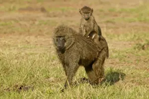 Hitchhiking Prints: Olive Baboons LA 611 Baby riding on parent Papio hamadryas anubis © J