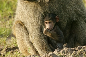Images Dated 24th August 2003: Olive Baboons LA 612 Baby with parent Papio hamadryas anubis © J.M. Labat / ardea.com