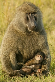 Images Dated 24th August 2003: Olive Baboons LA 614 Baby with parent Papio hamadryas anubis © J.M. Labat / ardea.com