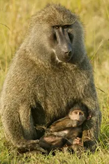 Olive Baboons LA 614 Baby with parent Papio hamadryas anubis © J. M. Labat / ardea. com