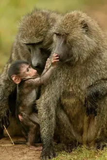 Hand Prints: Olive Baboons LA 615 Baby with adults Papio hamadryas anubis © J