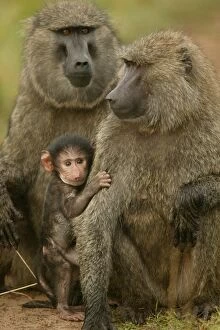 Images Dated 25th August 2003: Olive Baboons LA 616 Baby with adults Papio hamadryas anubis © J. M. Labat / ardea. com