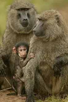 Olive Baboons LA 616 Baby with adults Papio hamadryas anubis © J. M. Labat / ardea. com
