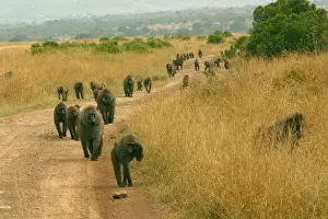 Leadership Prints: Olive Baboons LA 640 Troupe walking along track Papio anubis © J