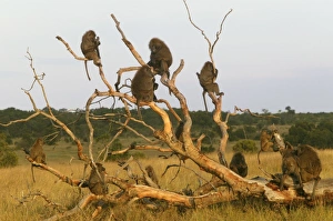 Images Dated 24th August 2003: Olive Baboons LA 671 Troupe in fallen tree Papio anubis © J. M. Labat / ardea.com