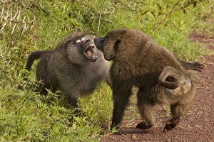 Baboons Gallery: Olive baboons, Ngorongoro Conservation Area