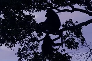 Images Dated 24th August 2003: Olive Baboons Silhouettes of Baboons in tree Maasai Mara, Kenya, Africa