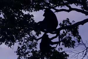 Olive Baboons Silhouettes of Baboons in tree Maasai Mara, Kenya, Africa